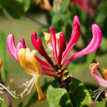 Load image into Gallery viewer, Heavenly Honeysuckle Scented Oil
